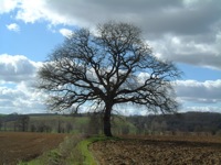 truffle-tree.com