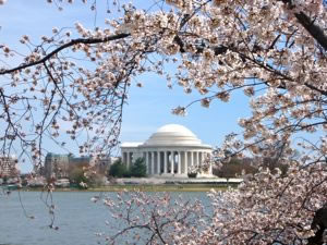 National Cherry Blossom Festival Washington D C,Design My Own Bedroom Layout Online